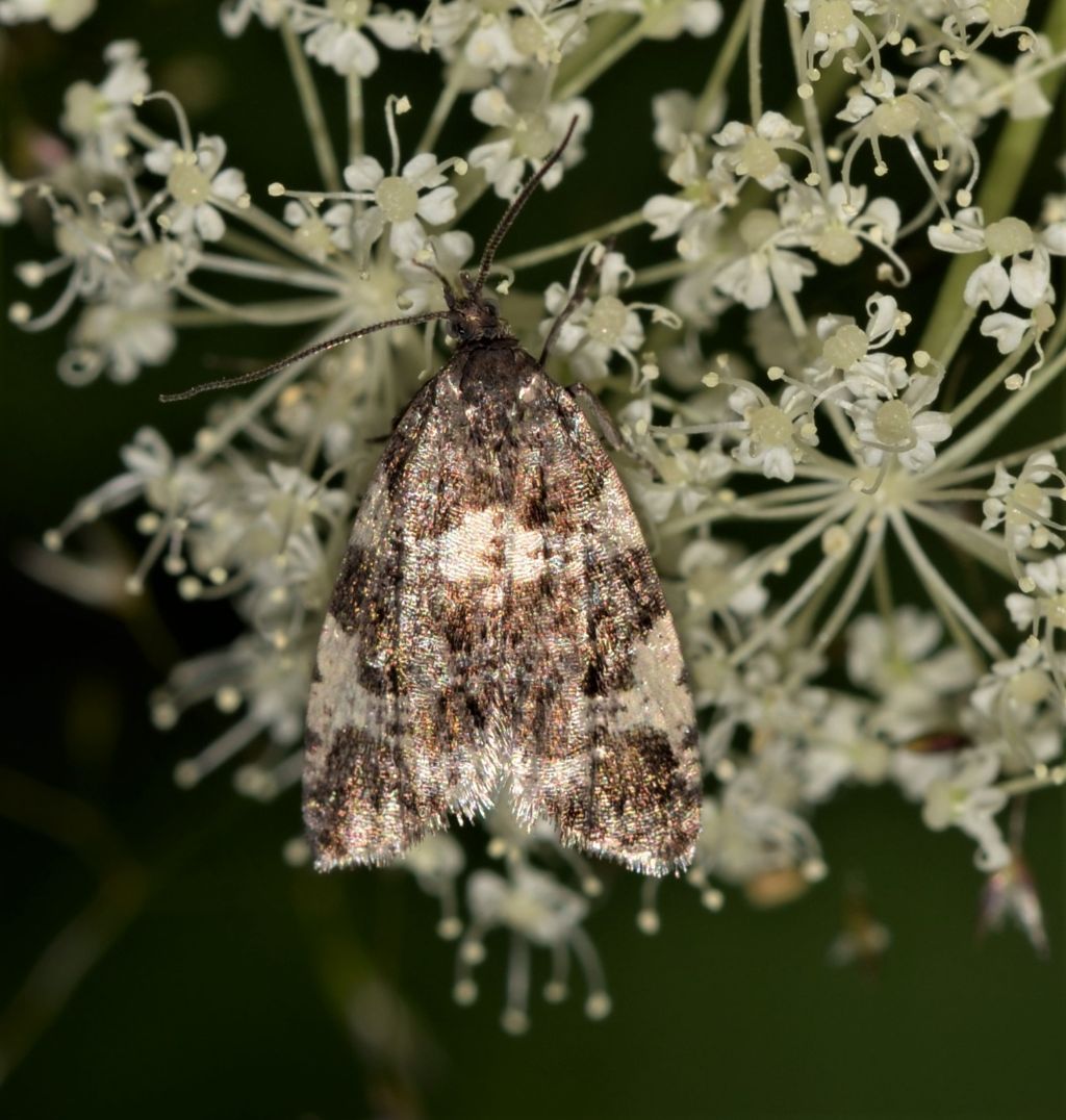 Tortricidae: Aterpia corticana?  S !